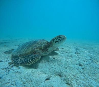 ウミガメ2 ウミガメ2 宮古島,miyakoj,海の写真素材