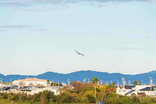 大空を優雅に舞うトビ 大空を優雅に舞うトビ トビ,野鳥,鳥の写真素材