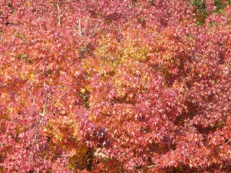 【紅葉写真】美しい紅葉 紅葉,自然,風景の写真素材