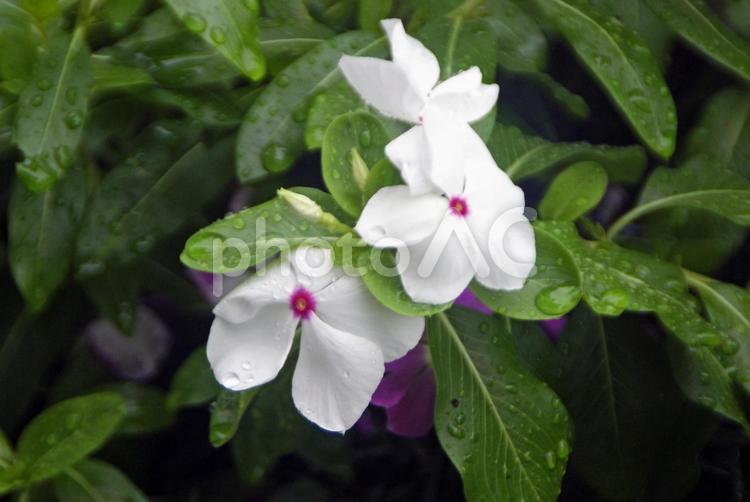 雨に濡れているニチニチソウの花　０５ 植物,花,ニチニチソウの写真素材