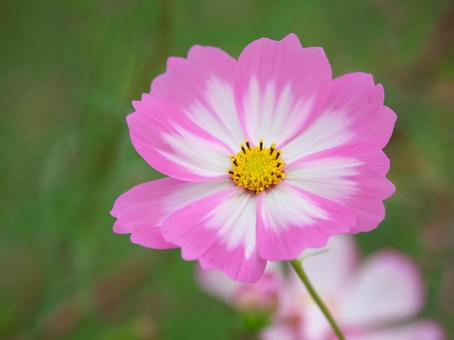 健気に咲き誇る一輪のコスモス コスモス,秋桜,花の写真素材