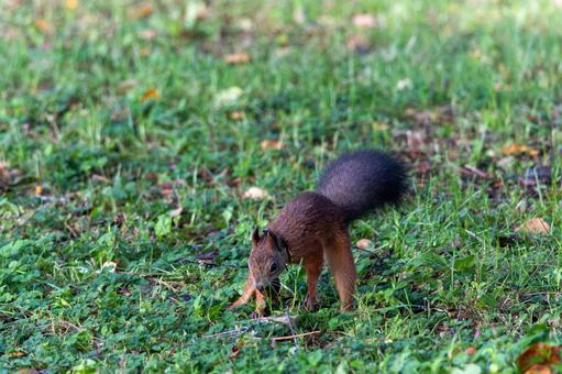 地面を掘ってエサを探すエゾリスの写真