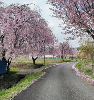 Cherry Blossom Path, JPG