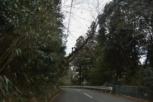 射場山線の倒れた木 兵庫県,有馬温泉,温泉街の写真素材
