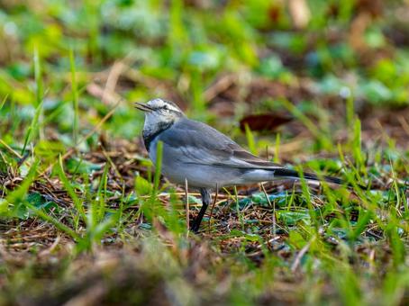 地面を歩くハクセキレイの写真