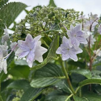 紫陽花 見頃はまだ先,紫陽花,今も綺麗の写真素材