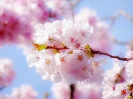 ふわふわ桜 ふわふわ桜の写真