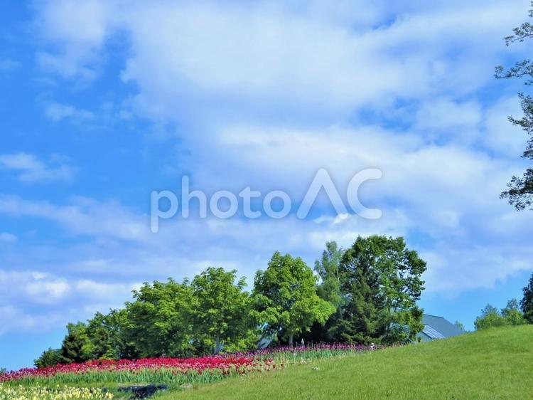 北海道  新緑　青空 北海道,札幌市,初夏の写真素材