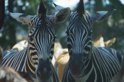 シマウマ シマウマ,2頭,並ぶの写真素材