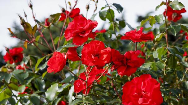 【花の写真】ばらの花 rose,植物,園芸の写真素材