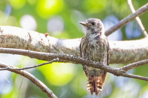 コゲラの幼鳥 コゲラの幼鳥 コゲラ,小啄木鳥,キツツキの写真素材