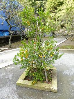 郊外のお寺に植えられたキンカンの木 郊外のお寺に植えられたキンカンの木 キンカン,木,植物の写真素材