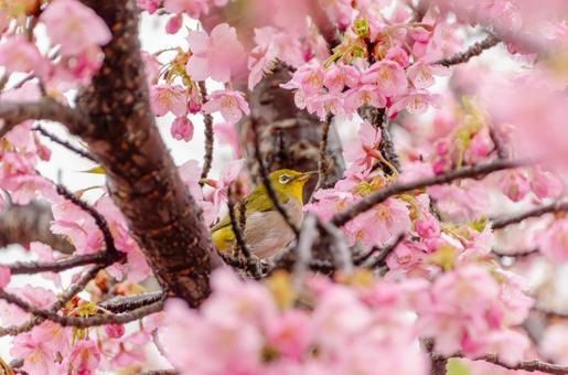 The arrival of spring with cherry blossoms in full bloom and Japanese white-eyes, JPG