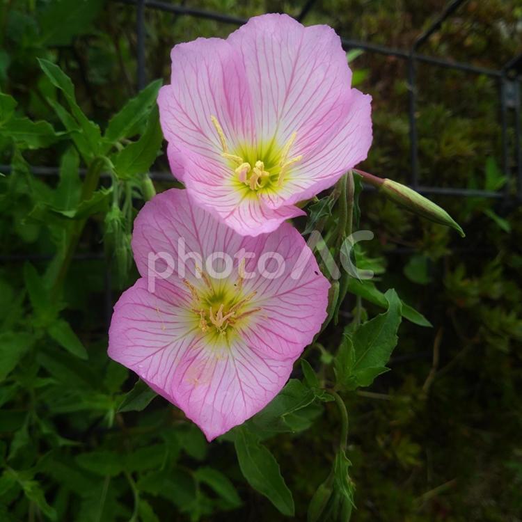 仲良く咲く昼咲月見草　花壇に咲く春の彩り 昼咲月見草,ヒルザキツキミソウ,春の花の写真素材