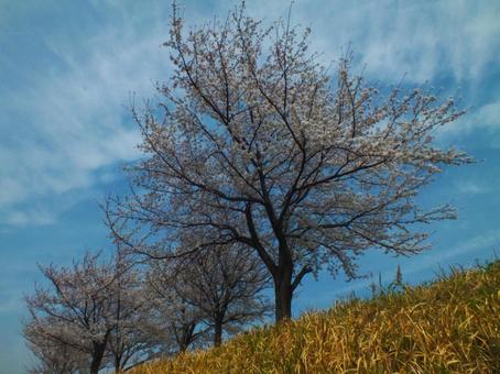 桜_3 桜_3の写真