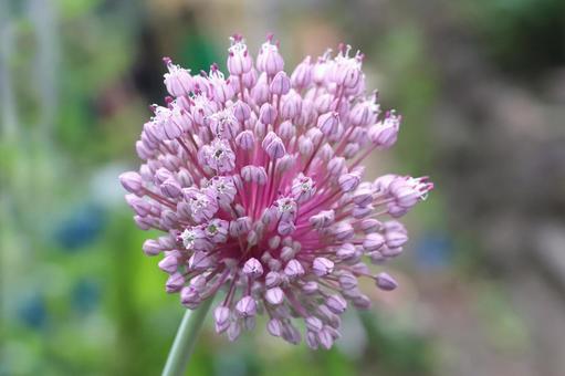 西洋ネギネギ坊主 西洋ネギネギ坊主 植物,西洋ねぎ,セイヨウネギの写真素材