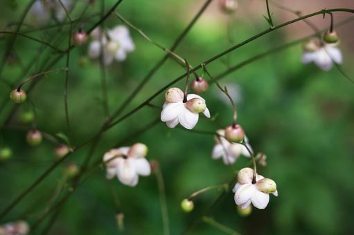 レンゲショウマの花 レンゲショウマの花 レンゲショウマ,蓮華升麻,森の妖精の写真素材
