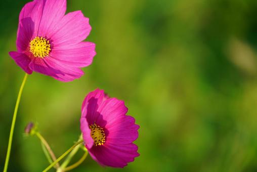 コスモスの写真