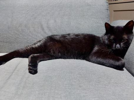 落ち着く黒猫の子猫 落ち着く黒猫の子猫の写真
