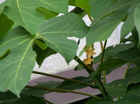 アオギリ アオギリ アオギリ,青桐,梧桐の写真素材