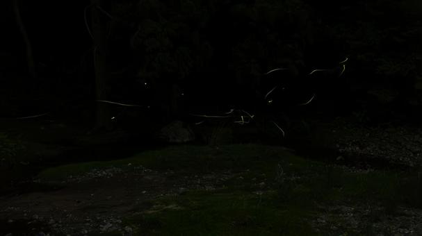 ホタルが照らす夜 ホタルが照らす夜の写真