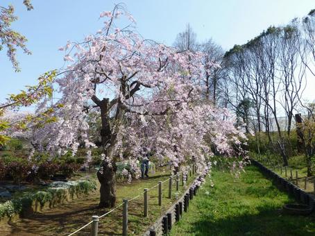 公園の水生植物水路脇に咲くサクラ 公園の水生植物水路脇に咲くサクラ サクラ,木,花の写真素材