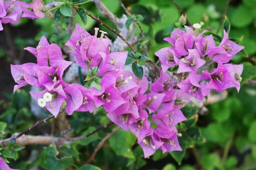 ブーゲンビリア１（咲くやこの花館） ブーゲンビリア,花,花博記念公園鶴見緑地の写真素材