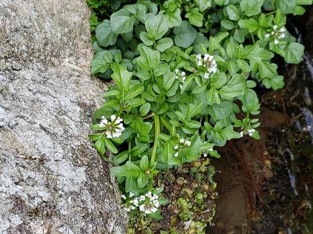 川べりの花 川べりの花の写真