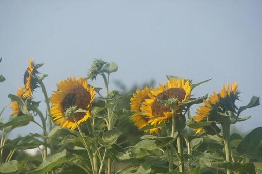 向日葵 向日葵 向日葵,夏,自然の写真素材