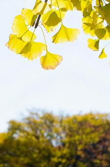 紅葉の銀杏 紅葉の銀杏の写真