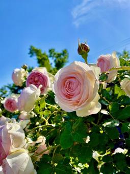 青空と薔薇 青空と薔薇の写真