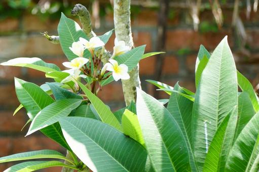 バリ島で咲く白いプルメリアと緑の葉 プルメリア,フランジパニ,バリ島の写真素材