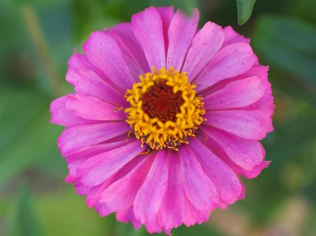 百日草のクローズアップ 百日草のクローズアップ 花,百日草,晴れの写真素材