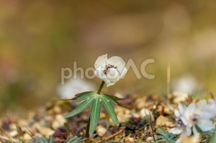 春の陽射しを浴びるセツブンソウの花 セツブンソウ,花,白の写真素材