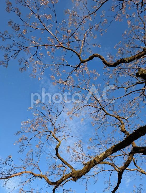 せんだんの木 せんだんの木,木の実,空と木の写真素材