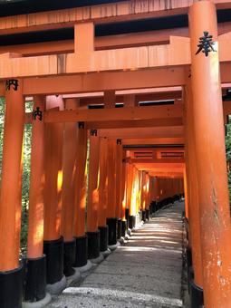伏見稲荷大社 千本鳥居 伏見稲荷大社 千本鳥居 伏見稲荷大社,神社,お稲荷さんの写真素材