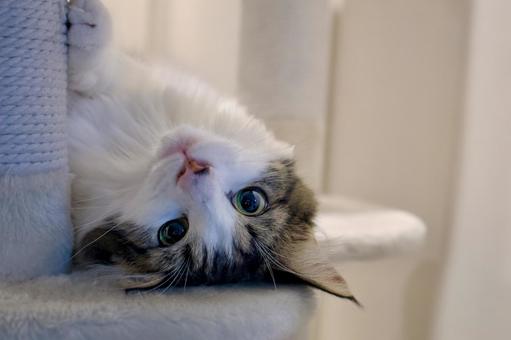 Norwegian Forest Cat ノルウェージャン,ノルウェージャンフォレストキャ,子猫の写真素材