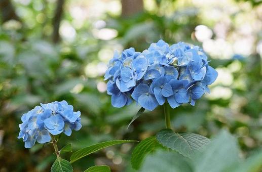 紫陽花2 紫陽花2の写真