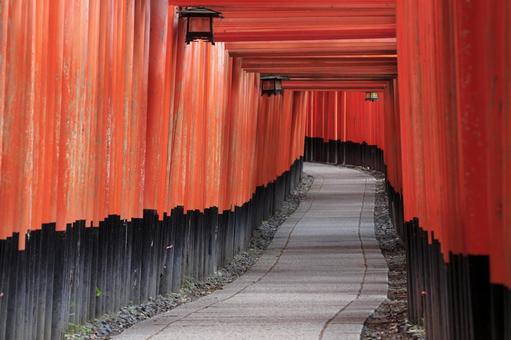 京都伏見稲荷大社の千本鳥居 伏見稲荷,千本鳥居,伏見稲荷大社の写真素材