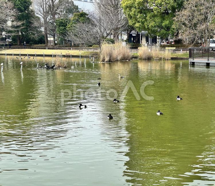 上野恩賜公園　不忍池　鳥 上野恩賜公園（うえのおんしこう,台東区,不忍池（しのばずのいけ）の写真素材