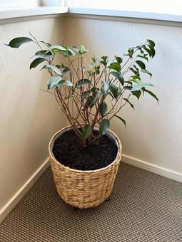 観葉植物・ベンジャミン 観葉植物,ベンジャミン,グリーンの写真素材