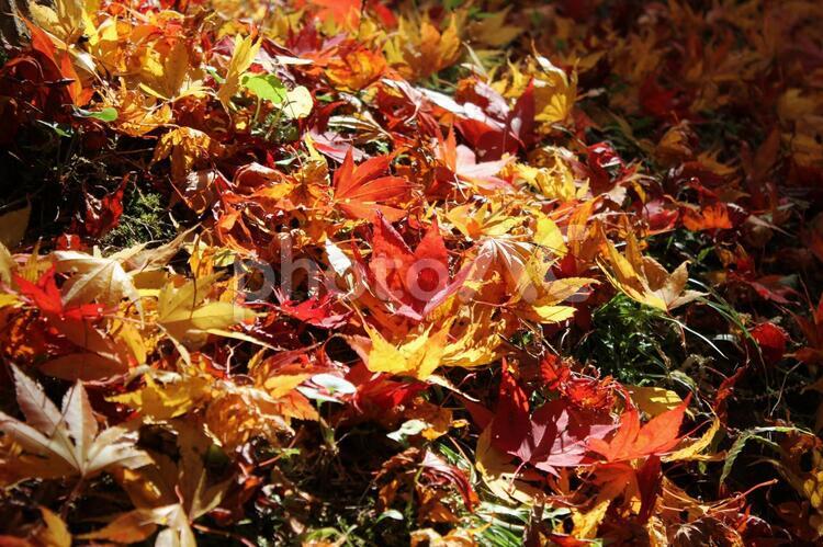 きみまち阪公園　秋の風景２４ 秋,紅葉,落ち葉の写真素材