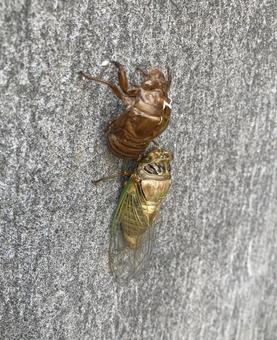 The miraculous moment when a cicada sheds its skin, JPG The miraculous moment when a cicada sheds its skin, JPG