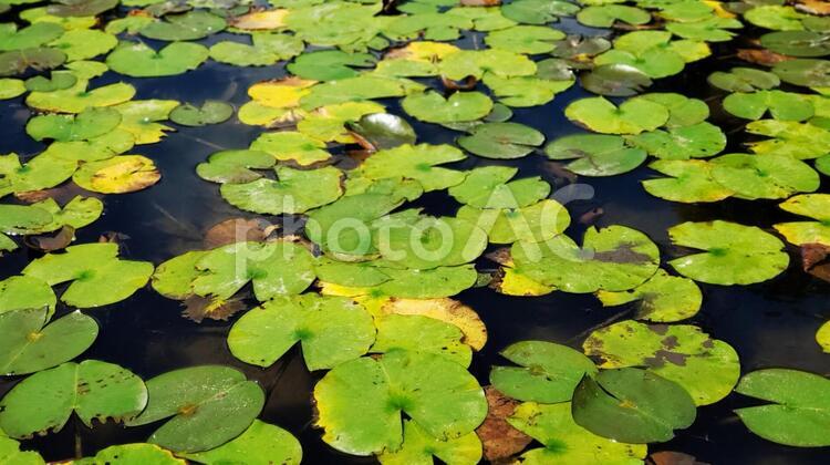 一面の蓮の葉 池,ハス,蓮の葉の写真素材