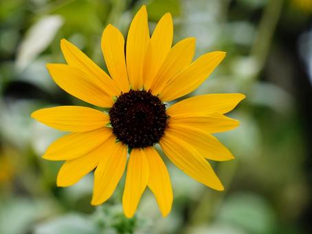 ヒマワリの黄色い花 ヒマワリの黄色い花の写真