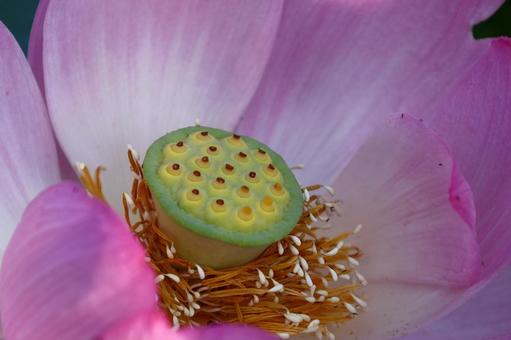 神聖な花 神聖な花 ハス,花,ハス科の植物の写真素材