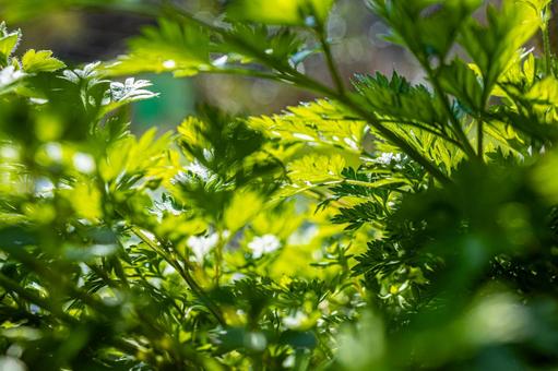Mugwort leaves, JPG Mugwort leaves, JPG
