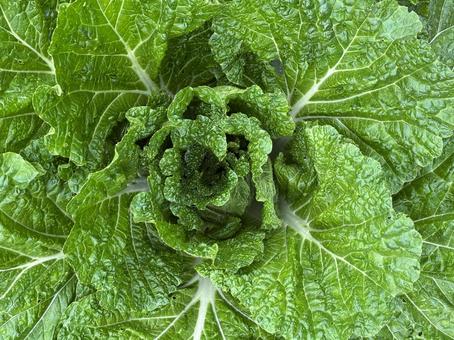 白菜、もうすぐ収穫です 白菜,アップ,野菜の写真素材