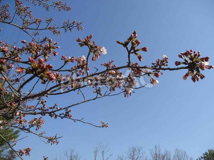 桜　さくら　サクラ さくら,しょくぶつ,サクラの写真素材