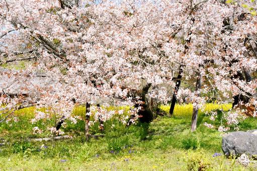 狩宿の下馬桜 狩宿の下馬桜 狩宿の下馬桜,アカメシロバヤマザクラ,桜の写真素材